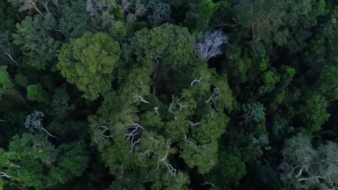 Obra mostra importância da Amazônia e de mais 4 florestas para o clima 8 Obra mostra importância da Amazônia e de mais 4 florestas para o clima