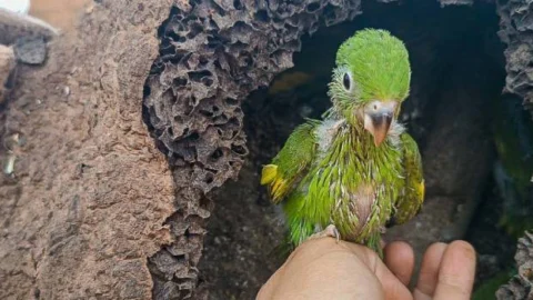 Programa de proteção à flora e fauna nas obras rodoviárias garante preservação ambiental   