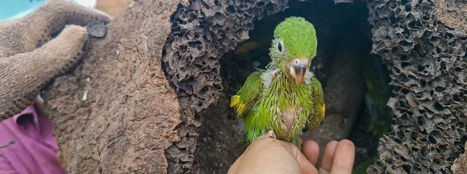 Programa de proteção à flora e fauna nas obras rodoviárias garante preservação ambiental 1 Em um país em que a fauna e a flora são ricas e diversas, encontrar animais silvestres e espécies importantes nas obras rodoviárias não é
