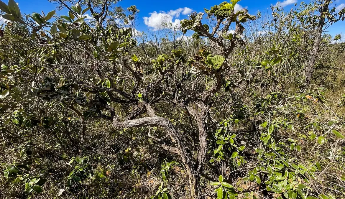 Governo lança 4ª fase do plano de ação contra desmatamento do Cerrado 1 O governo federal anunciou nesta terça-feira (28) a implementação de um novo conjunto de medidas intersetoriais para tentar conter