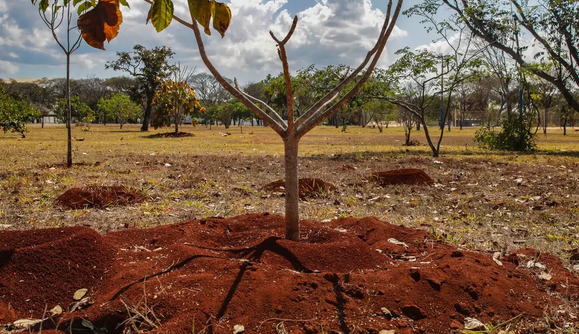 O Brasil perdeu 16% de sua vegetação não florestal nativa nos últimos 38 anos, o que representa 9,6 milhões de hectares de cobertura