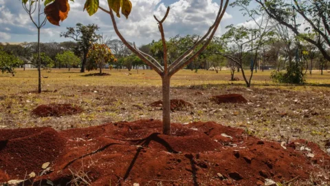 Brasil perde 16% de vegetação herbácea e arbustiva nos últimos 38 anos