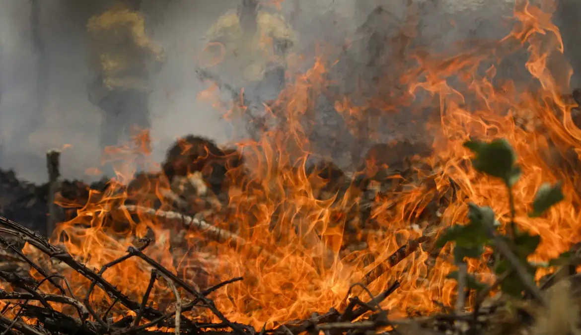 Incêndio no Pantanal tem cenário de animais em fuga e muita ventania 1 O cenário de incêndio no Pantanal é agravado pela forte ventania na região, o que torna desafiador o combate dos focos por parte