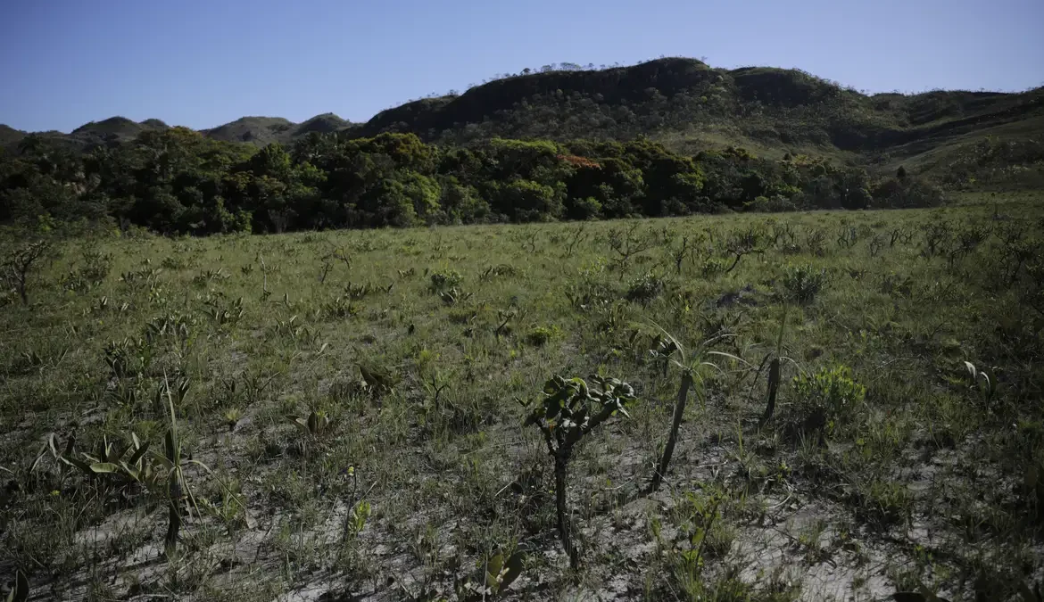 O Cerrado perdeu 11.011 quilômetros quadrados (km²) de vegetação nativa de agosto de 2022 a julho de 2023