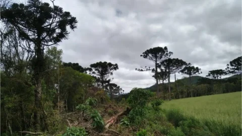 Desmatamento na Mata Atlântica cai 59% no acumulado do ano até agosto 2 Desmatamento na Mata Atlântica cai 59% no acumulado do ano até agosto