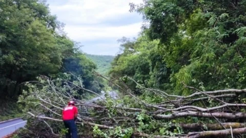 Bombeiros de Minas alertam para riscos de quedas de árvores 9 Bombeiros de Minas alertam para riscos de quedas de árvores