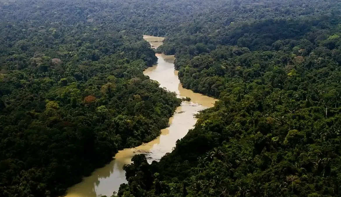 O Ministério da Agricultura e Pecuária criou o Plano Floresta + Sustentável, que reúne as diretrizes para recuperação e uso sustentável