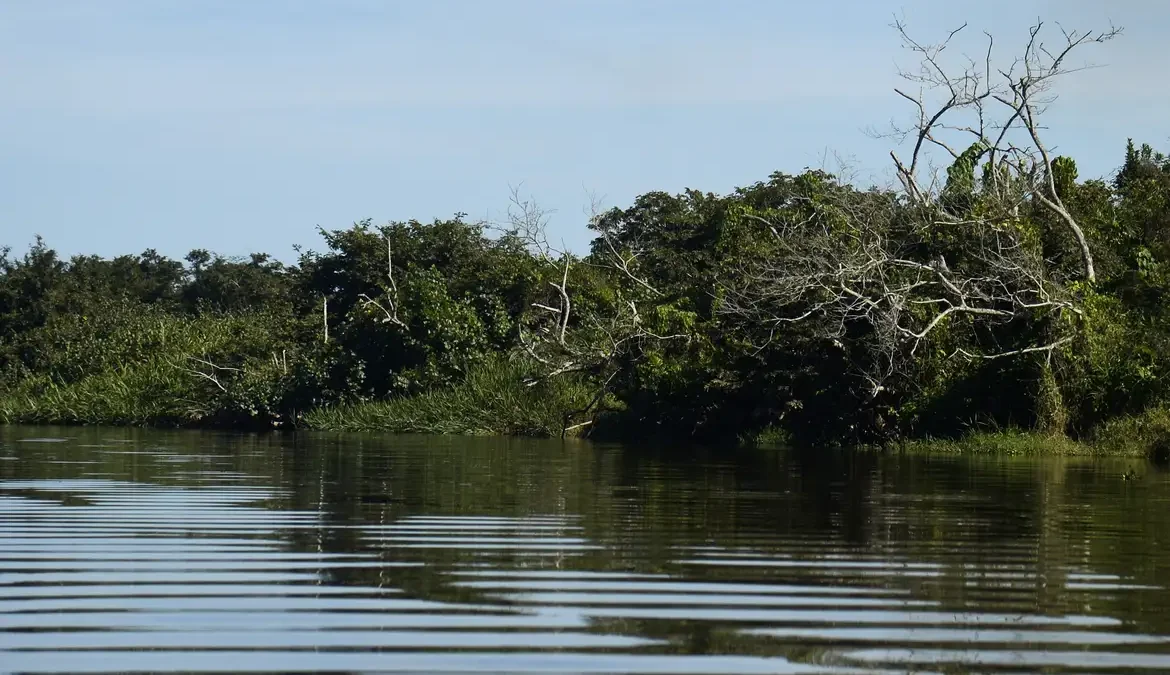 BNDES e Petrobras investem na recuperação de manguezais do Brasil 1 Segundo o BNDES, a chamada pública se refere à primeira seleção da iniciativa Floresta Viva