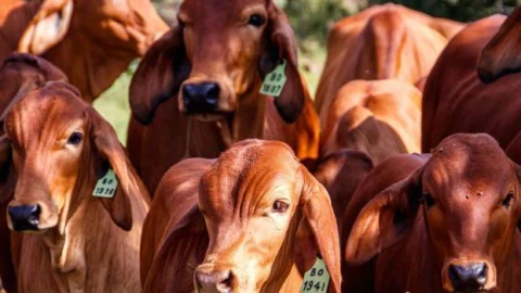 Minas avança rumo à conquista do status de livre de febre aftosa sem vacinação
