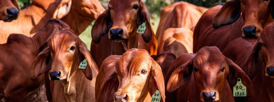 A vacinação contra febre aftosa já não é mais obrigatória em Minas Gerais, mas o estado ainda não tem o reconhecimento internacional