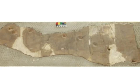 Estudo identifica nova espécie de dinossauro no Brasil 9 Estudo identifica nova espécie de dinossauro no Brasil