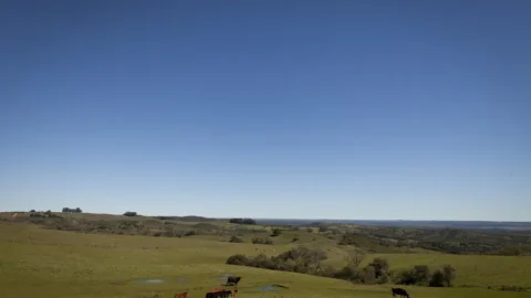 Pampa Sul-Americano perdeu 20% de vegetação campestre, diz MapBiomas