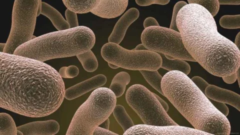 Funed participa de projeto internacional que avalia resistência a antibióticos utilizados no tratamento da coqueluche