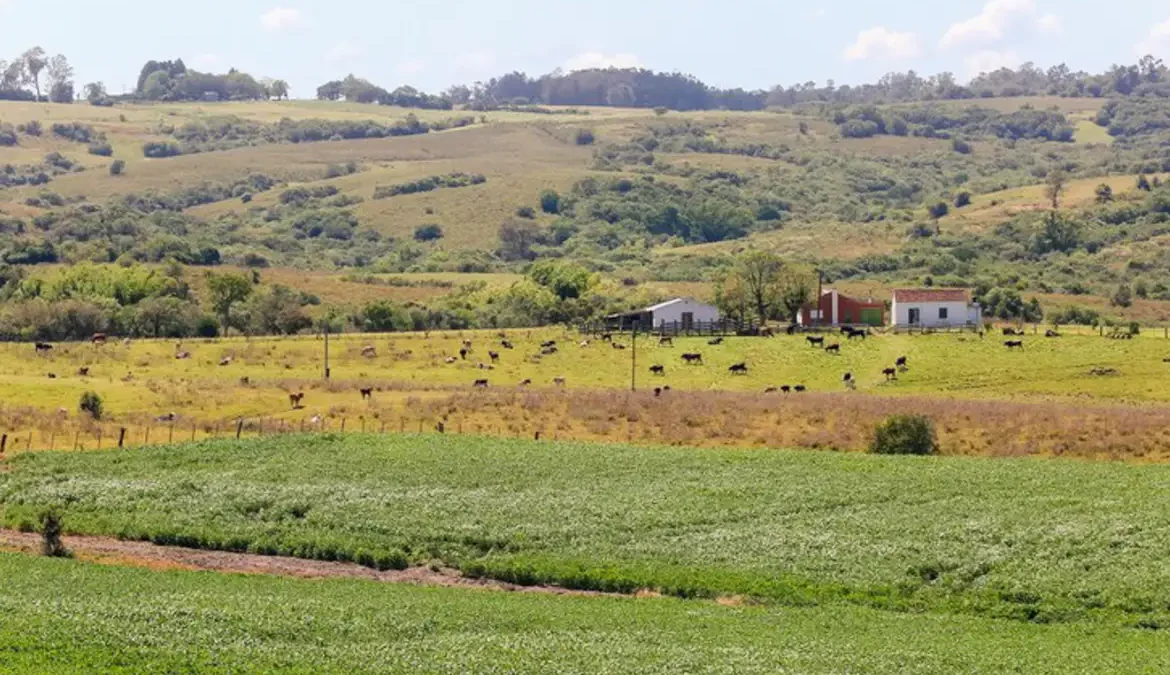 Pampa é ameaçado com rápido desaparecimento da fauna e flora 1 Um bioma que representa mais de 68% da área total do Rio Grande do Sul, o Pampa sofre com o rápido desaparecimento de sua fauna e flora