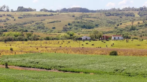 Pampa é ameaçado com rápido desaparecimento da fauna e flora