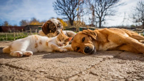 Capacitação e formação profissional em bem-estar animal acontece amanhã (21) 5 Capacitação e formação profissional em bem-estar animal acontece amanhã (21)