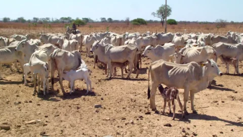 Com investimento de R$ 2 mi para compra de sementes, Sistema Agricultura atua para mitigar efeitos da seca em Minas 4 Com investimento de R$ 2 mi para compra de sementes, Sistema Agricultura atua para mitigar efeitos da seca em Minas