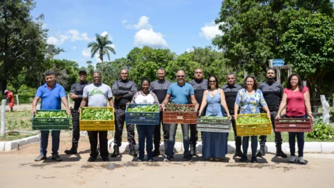 Cem toneladas de verduras plantadas em presídios beneficiam 184 instituições filantrópicas em Minas Gerais