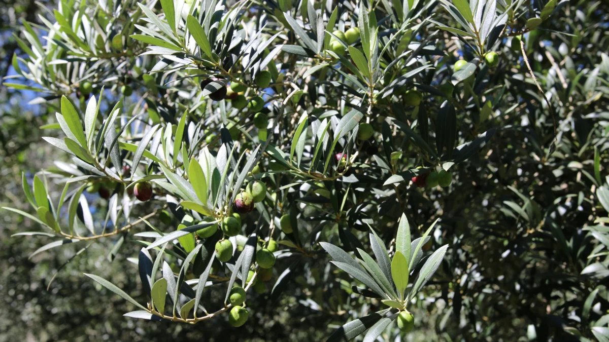 A região da Serra da Mantiqueira, entre os estados de Minas Gerais, São Paulo e Rio de Janeiro, se prepara para a colheita das azeitonas
