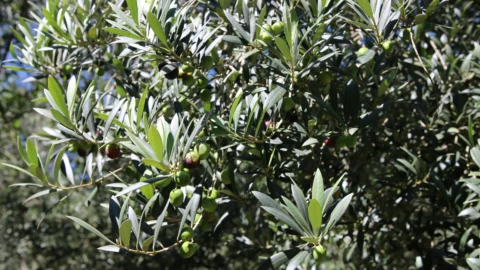 Serra da Mantiqueira se prepara para a safra das oliveiras