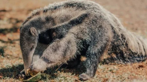 Em seu sétimo ano, Projeto TamanduASAS prepara soltura monitorada do 20º animal em reabilitação 5 Em seu sétimo ano, Projeto TamanduASAS prepara soltura monitorada do 20º animal em reabilitação
