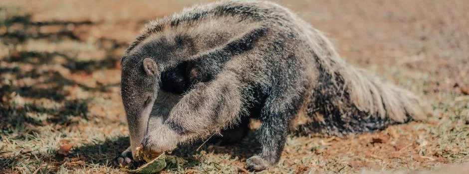 Em seu sétimo ano de atuação, o projeto TamanduASAS promove a criação, reabilitação e solturas monitoradas desses animais, a maioria