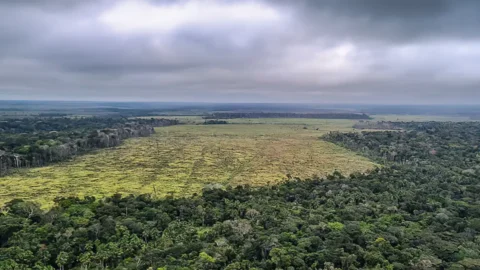 Desmatamento na Amazônia registra maior queda do ano em novembro