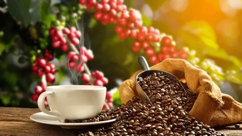 Vencedor do Concurso de Qualidade dos Cafés de Minas Gerais 2023 revela segredo para ser campeão