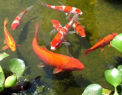 A Epamig iniciou a comercialização de um lote de 10 mil alevinos de carpas coloridas (Cyprinus carpio), que podem ser adquiridos no Campo
