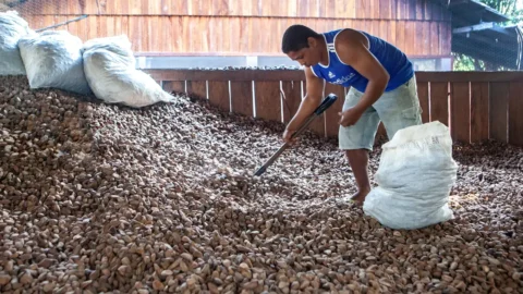 Embrapa: castanha impulsiona desenvolvimento sustentável na Amazônia