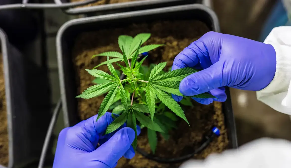 Juiz autoriza farmácia de manipulação a fabricar produtos de cannabis 1 A condição é que esses produtos tenham a comercialização autorizada pela Agência Nacional de Vigilância Sanitária (Anvisa)