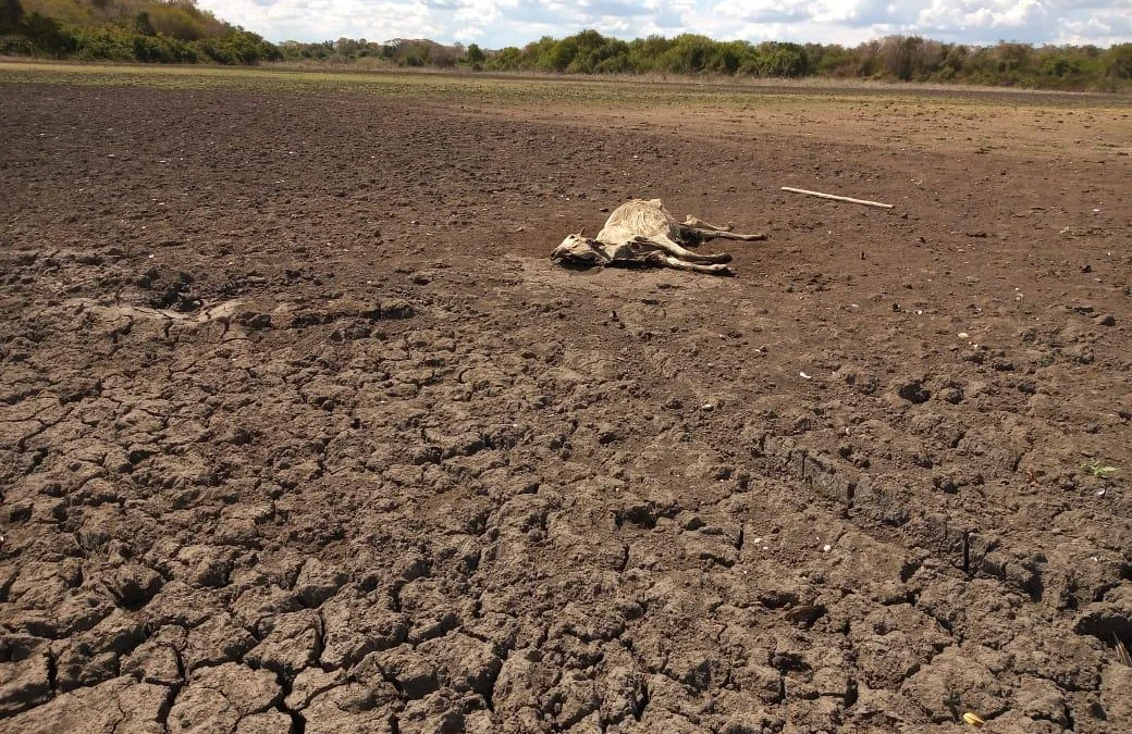 O Governo de Minas vai suspender por 90 dias a cobrança de ICMS para movimentação de gado bovino nos municípios mineiros afetados pela seca