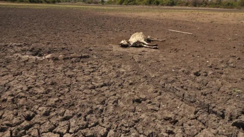 Governo de Minas suspende cobrança de ICMS de produtores impactados pela seca 1 Governo de Minas suspende cobrança de ICMS de produtores impactados pela seca