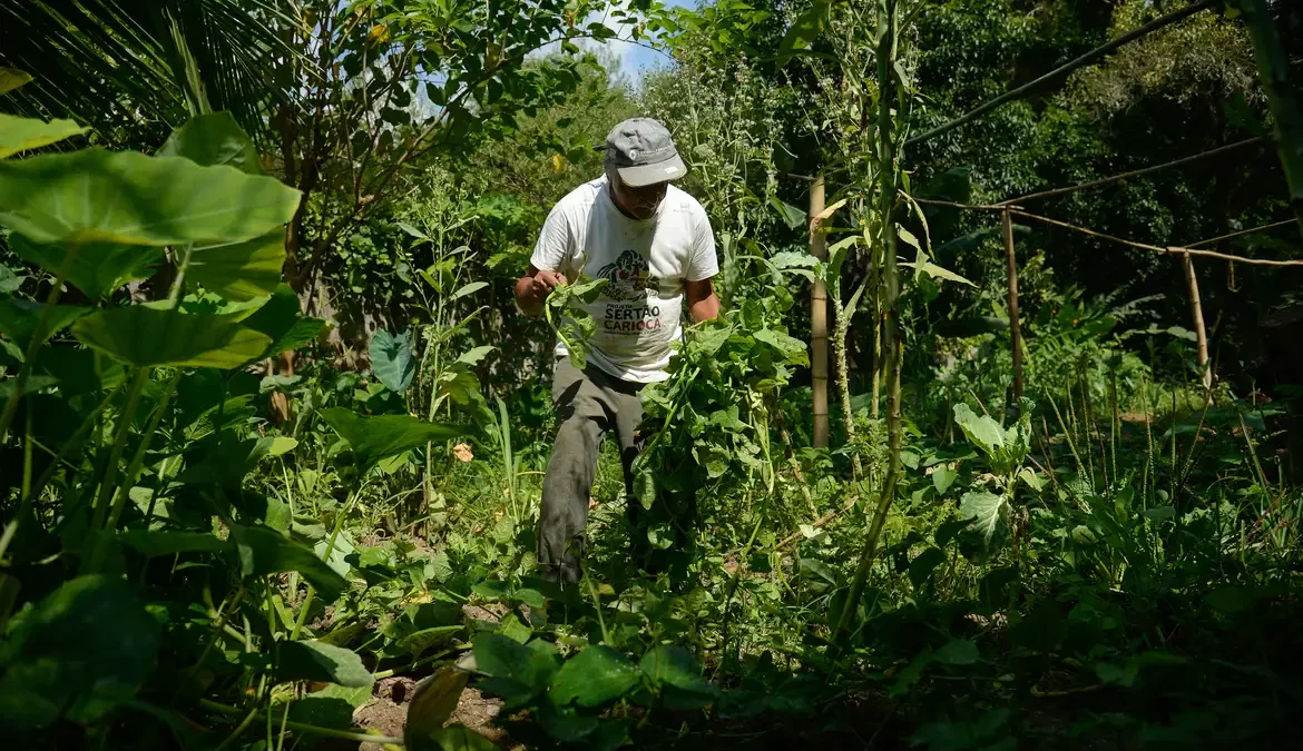 Quilombo no Rio integra o Programa de Aquisição de Alimentos 1 A remessa do quilombo é a primeira feita pelo Programa de Aquisição de Alimentos (PAA), do governo federal