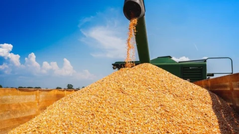 Conab vai disponibilizar 400 toneladas de milho para Minas Gerais enfrentar seca