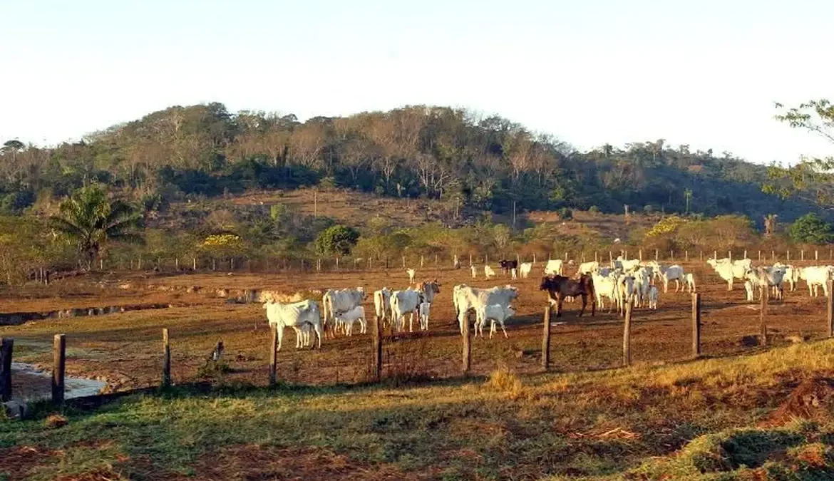 Pecuária é principal vetor de derrubada de vegetação na América do Sul 1 Um mapeamento inédito do MapBiomas Amazônia, divulgado nesta sexta-feira (8), mostra que a pecuária foi o principal vetor de derrubada