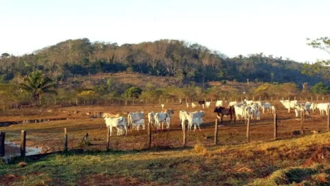 Pecuária é principal vetor de derrubada de vegetação na América do Sul