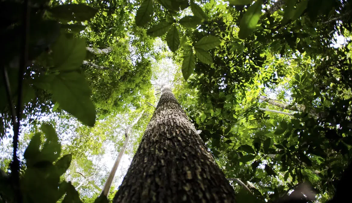 Brasil apresenta na COP proposta para manter florestas tropicais em pé 1 O governo brasileiro defendeu uma proposta para que países com fundos soberanos, entre outros investidores, coloquem seus recursos em