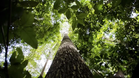 Brasil apresenta na COP proposta para manter florestas tropicais em pé