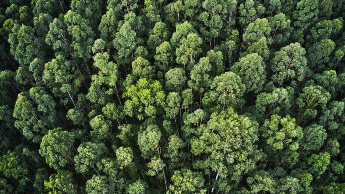 O acervo processual da Secretaria de Estado de Meio Ambiente e Desenvolvimento Sustentável (Semad), contendo cerca de 312 mil processos
