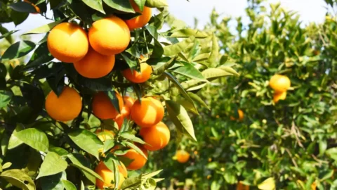 Governo de Minas amplia etapas de capacitação relacionada à fruticultura em 2024 5 Governo de Minas amplia etapas de capacitação relacionada à fruticultura em 2024