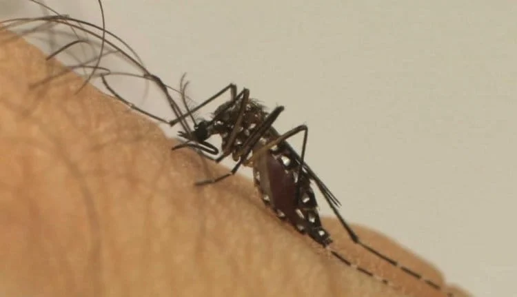 O Aedes aegypti, mosquito transmissor da dengue, provocou mais de 20 mil casos em 35 municípios (Reprodução)