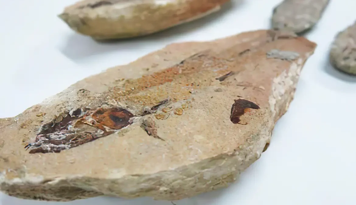 Fósseis repatriados da França vão para museu no Ceará 1 Após a apreensão, as peças passaram por perícias em museus da França, que confirmaram a origem e autenticidade do material
