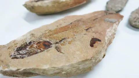 Fósseis repatriados da França vão para museu no Ceará 10 Fósseis repatriados da França vão para museu no Ceará