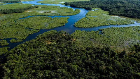Minas Gerais reafirma compromisso com o Tratado da Mata Atlântica em reunião do Cosud na COP 28