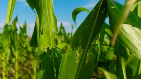 Mapa publica o registro de mais 51 agrotóxicos para controle de pragas na agricultura 3 Mapa publica o registro de mais 51 agrotóxicos para controle de pragas na agricultura