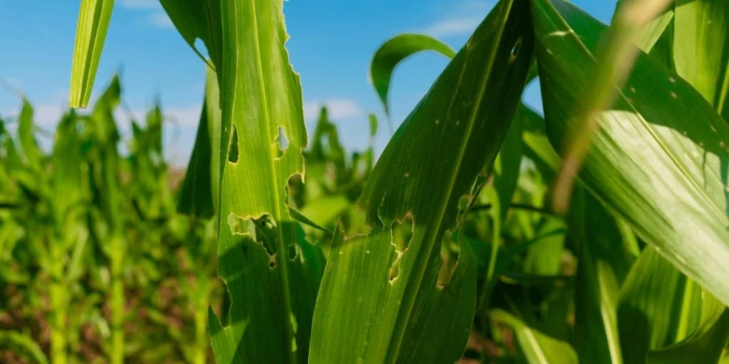 Mapa publica o registro de mais 51 agrotóxicos para controle de pragas na agricultura 1 A linha de produtos biológicos para controle de pragas conta com um produto que contêm em sua composição Bacillus thuringiensis