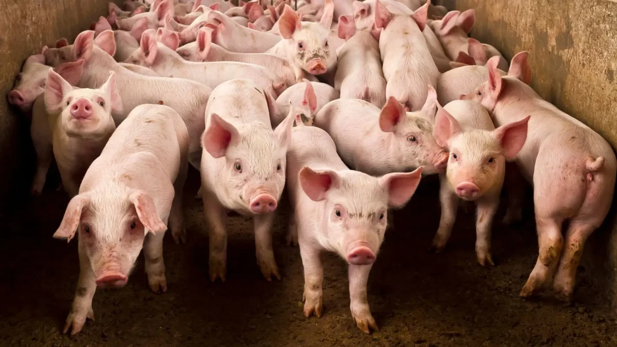 Hub MG Agro seleciona startups para projeto de crédito de carbono na suinocultura 1 Startups com ideias e soluções tecnológicas inovadoras sobre o crédito de carbono na suinocultura têm a oportunidade de se inscrever