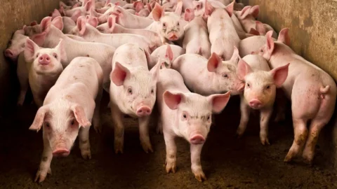 Hub MG Agro seleciona startups para projeto de crédito de carbono na suinocultura