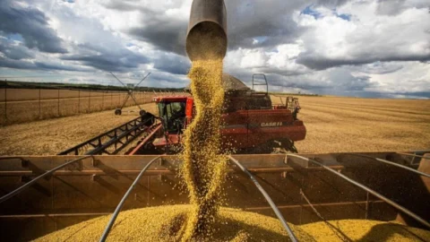 Produção de grãos na safra 2023/24 deve atingir 312,3 milhões de toneladas influenciada por clima 5 Produção de grãos na safra 2023/24 deve atingir 312,3 milhões de toneladas influenciada por clima